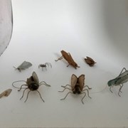 Cover image of Insect Sculpture